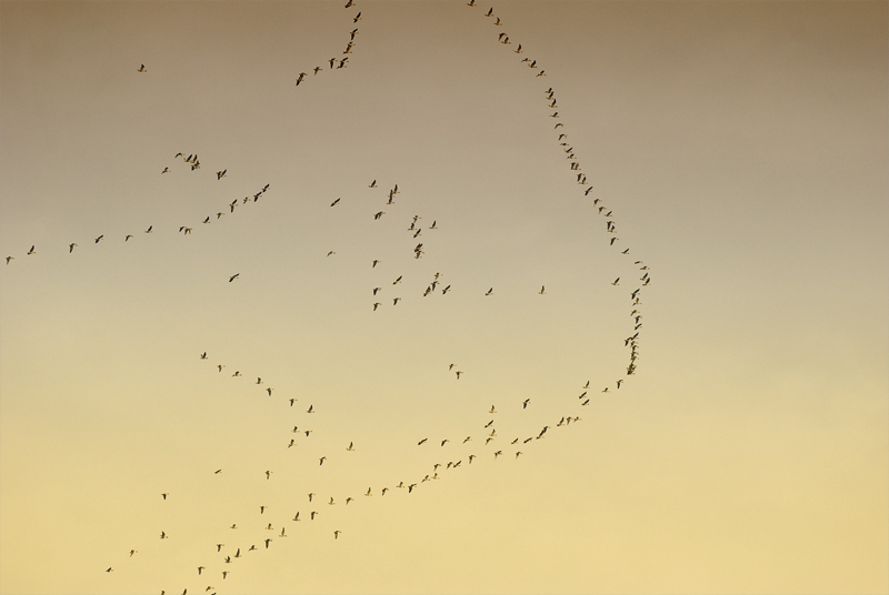 Pink Footed Geese - Goose, Pink-Footed