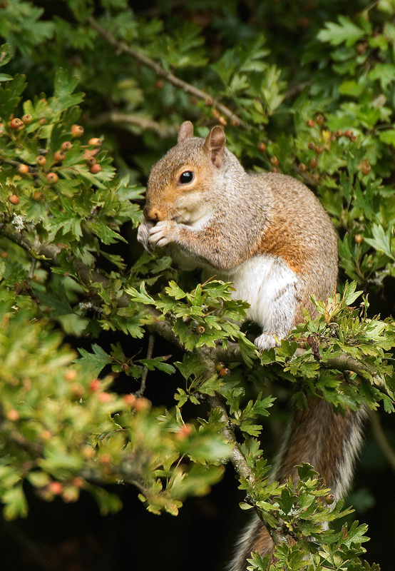 Grey Squirrel - Woodland