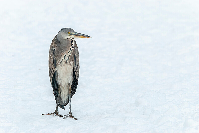 - Winter Grey Herons