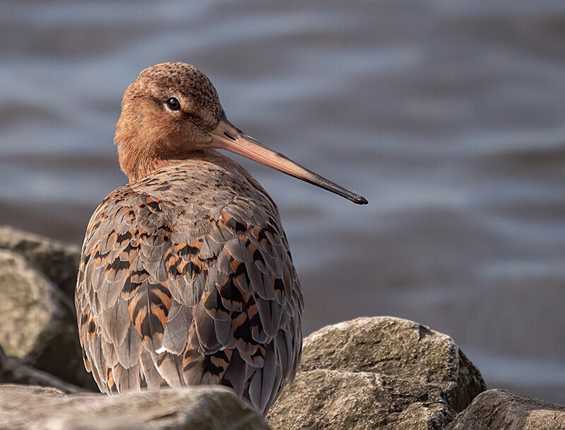  - Coastal & Wetland