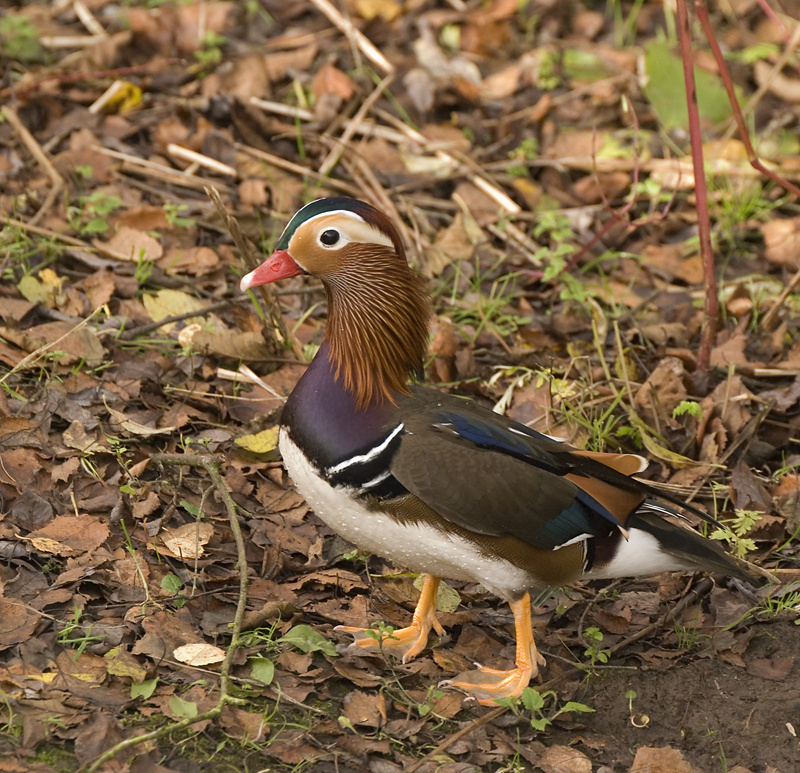Mandarin Duck - Duck, Mandarin