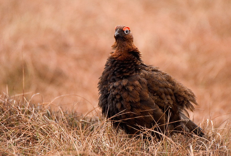 Red Grouse - Red Grouse