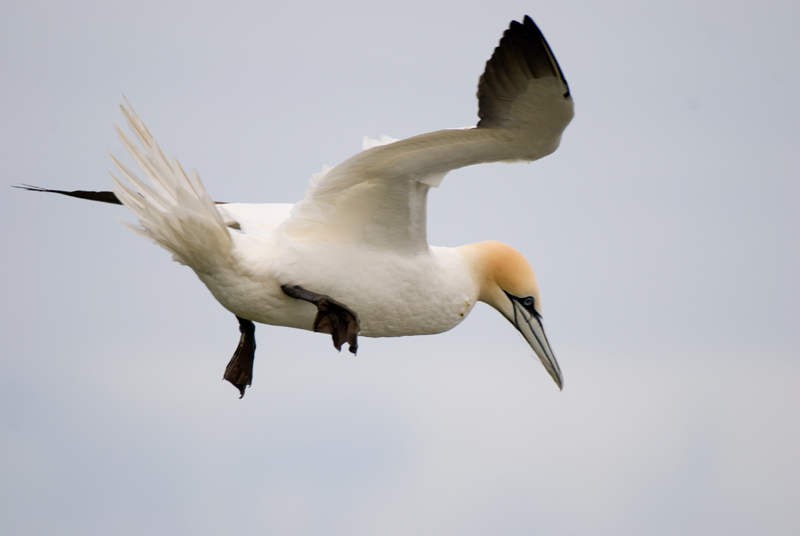 Gannet - Gannet