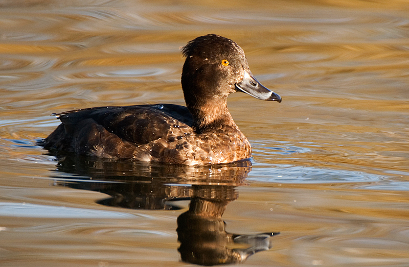 Tufted Duck - Duck, Tufted