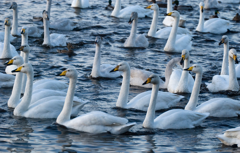 Whooper Swan - Swan, Whooper