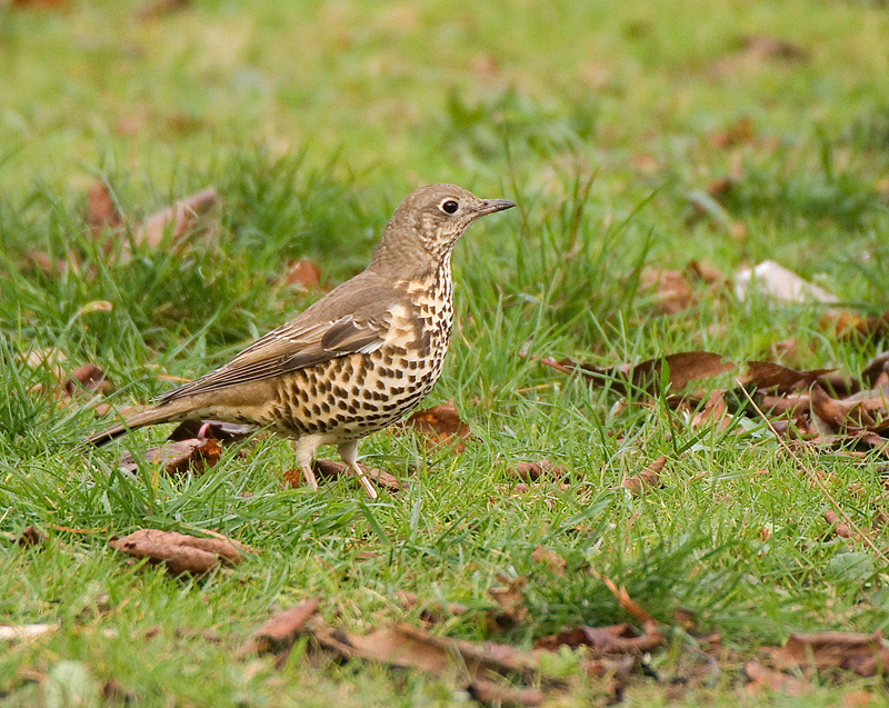 Mistle Thrush - Thrush, Mistle