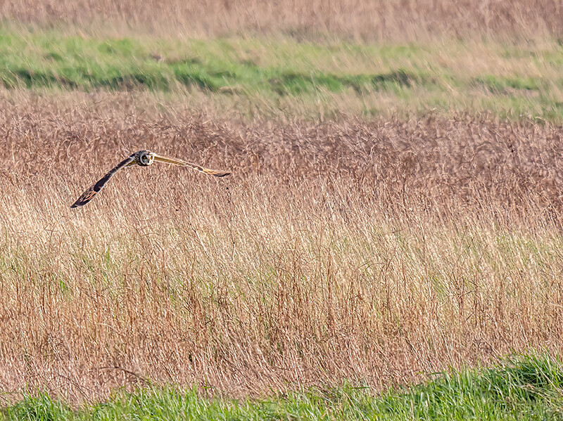  - Coastal & Wetland