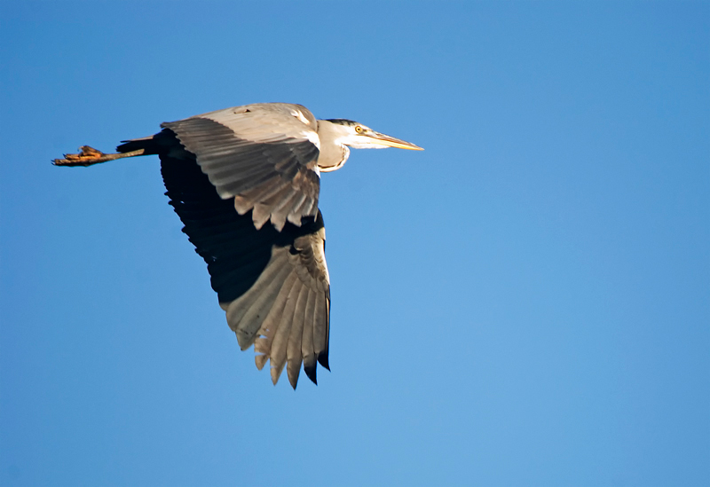 Grey Heron - Freshwater