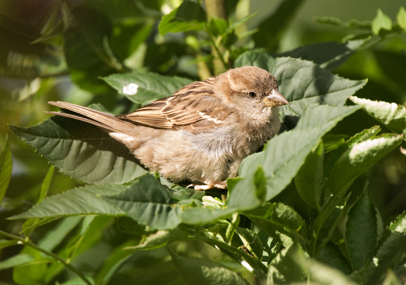 House Sparrow - House Sparrow