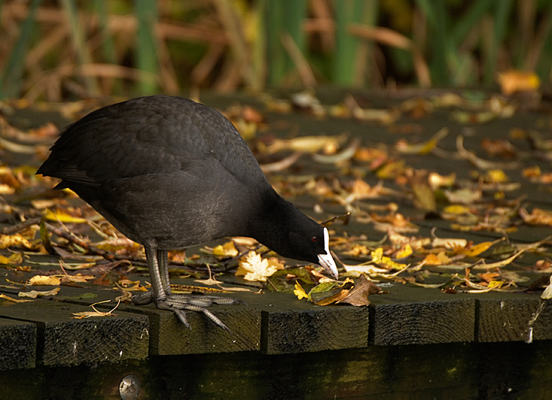 Coot - Coot