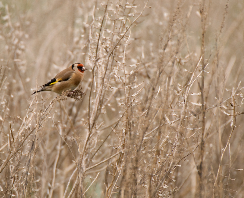 Goldfinch - Goldfinch