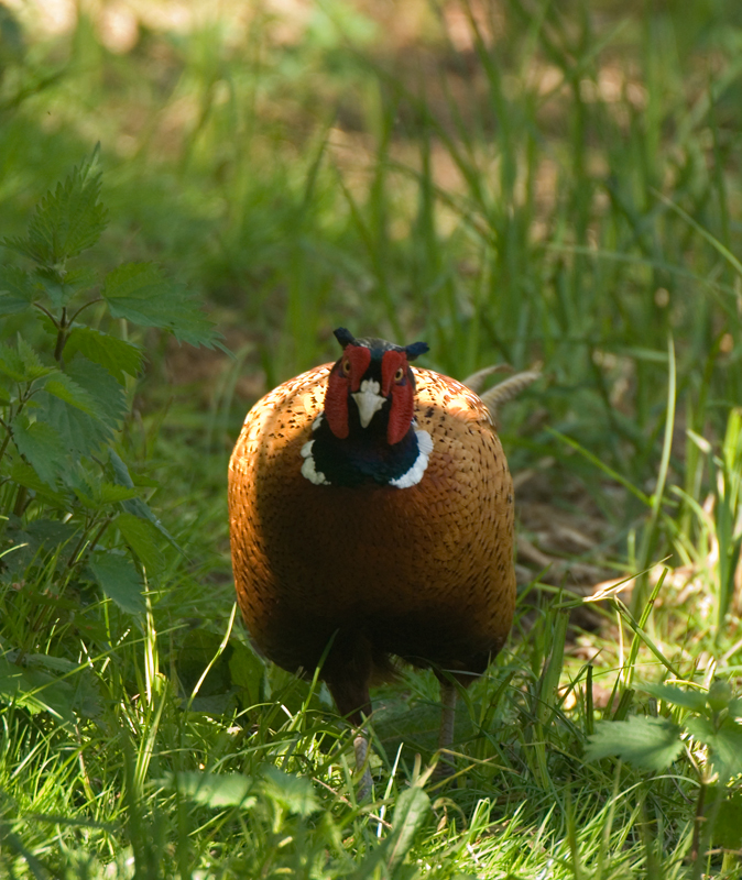 Pheasant - Pheasant