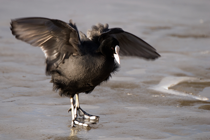 Coot - Coot