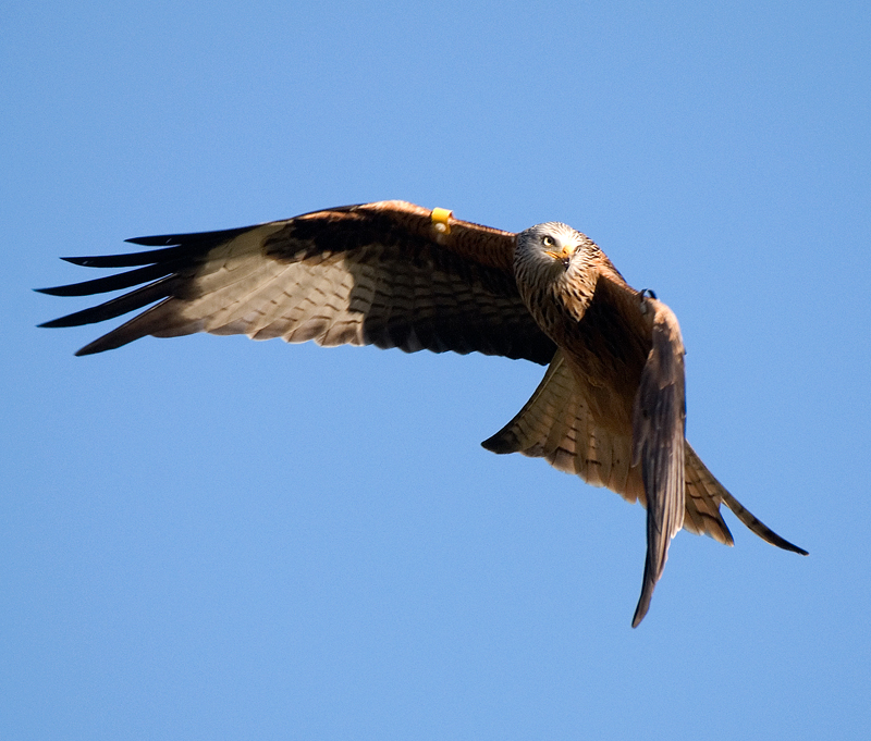 Red Kite - Red Kite