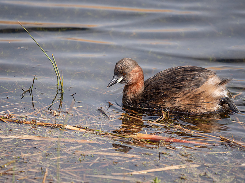  - Coastal & Wetland