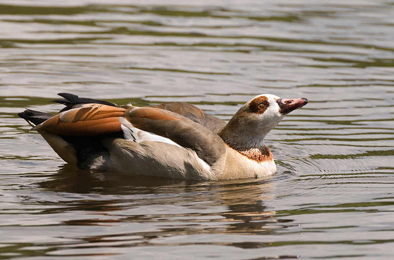 Egyptian Goose - Goose, Egyptian