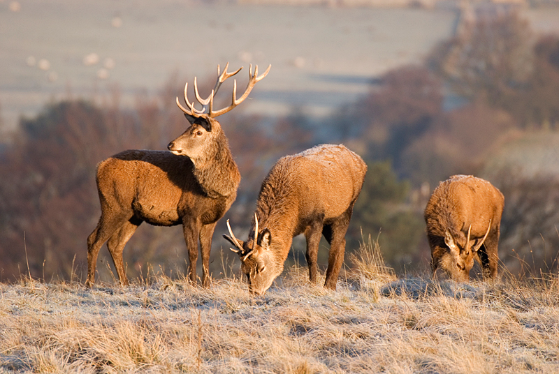 Red Deer - Upland & Mountain