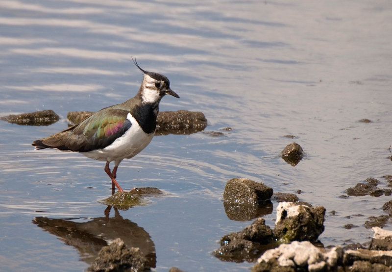Lapwing - Lapwing