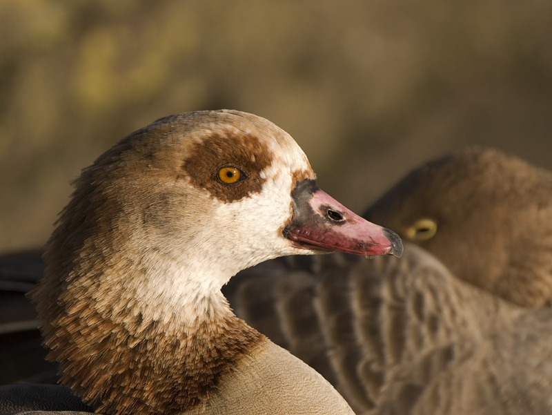 Egyptian Goose - Goose, Egyptian