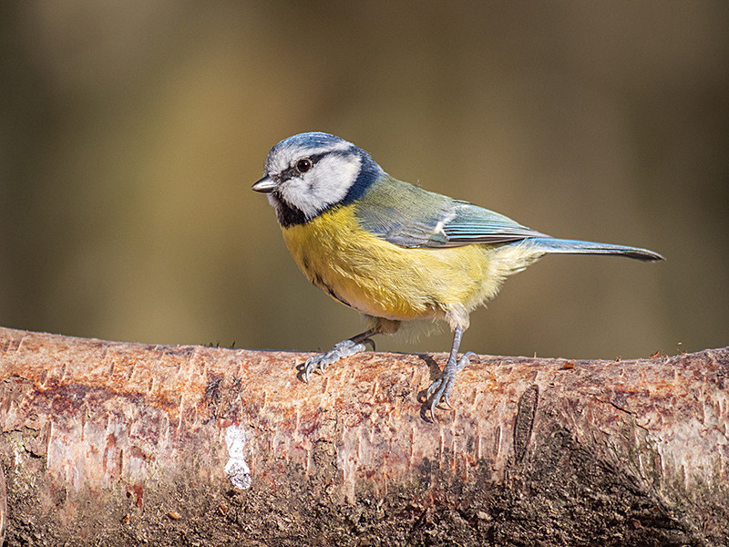 Blue Tit - Woodland