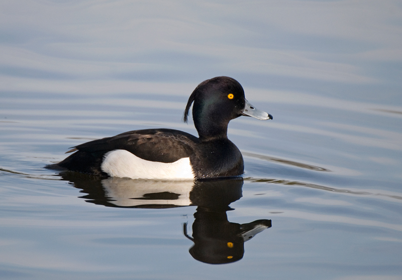 Tufted Duck - Duck, Tufted