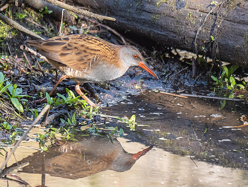 Water Rail - Coastal & Wetland