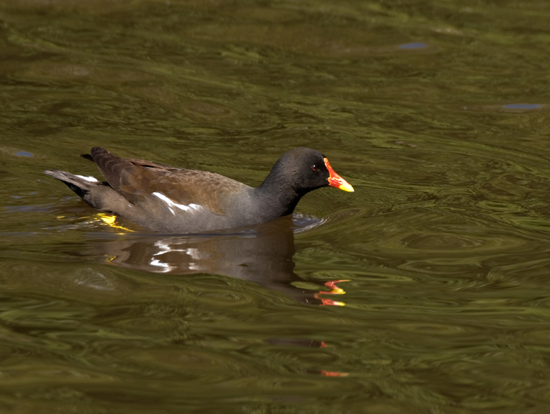 Moorhen - Moorhen