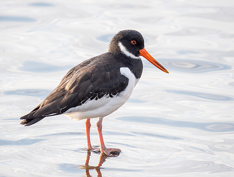 Oystercatcher - Coastal & Wetland