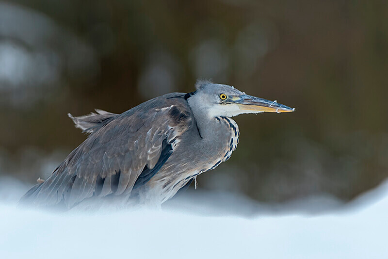  - Winter Grey Herons