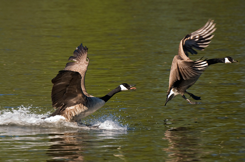 Canada Goose - Goose, Canada