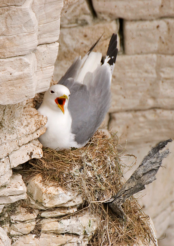 Kittiwake - Coastal & Wetland