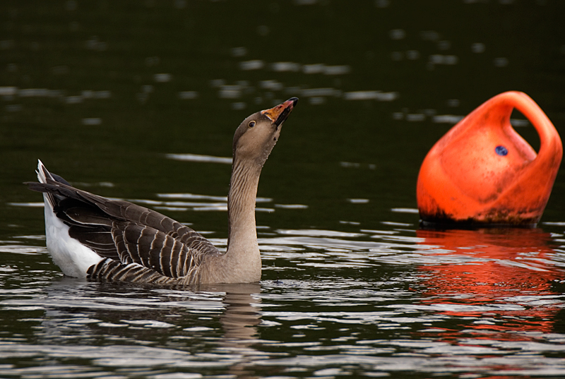 Greylag Goose - Goose, Greylag