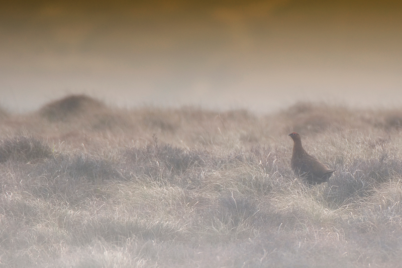 Red Grouse In Mist - Upland & Mountain