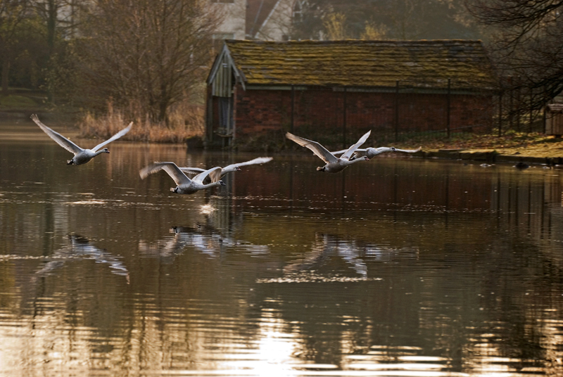 Mute Swan - Swan, Mute