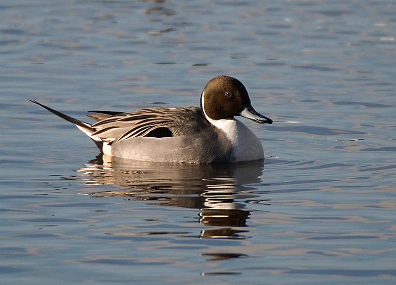Pintail - Freshwater