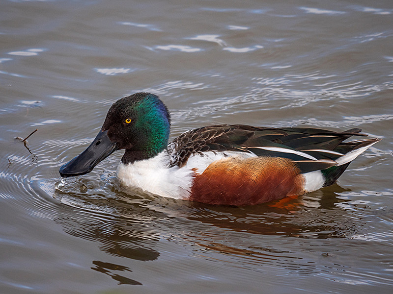 - Coastal & Wetland