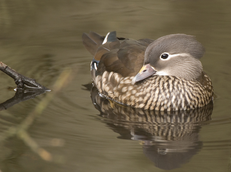 Mandarin Duck - Duck, Mandarin