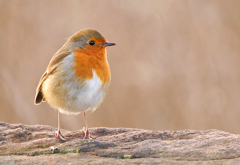 Robin - Robin