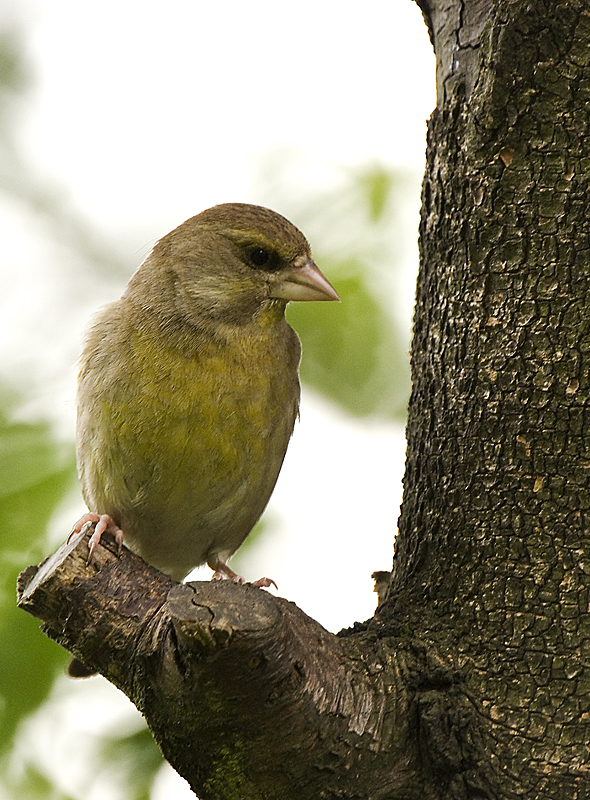 Greenfinch - Woodland