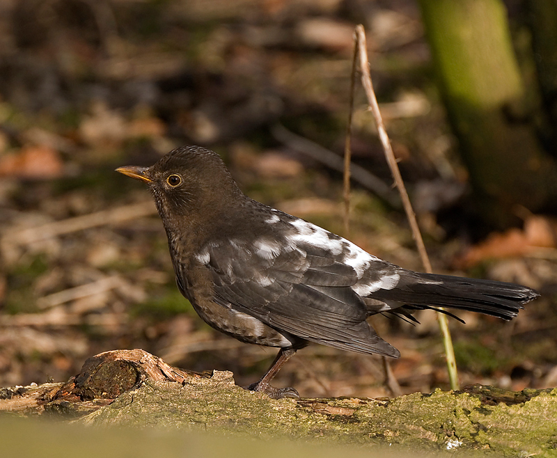 Blackbird - Lowland & Farmland