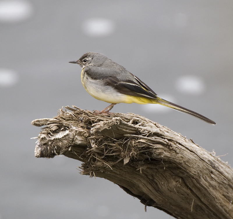 Grey Wagtail - Wagtail, Grey
