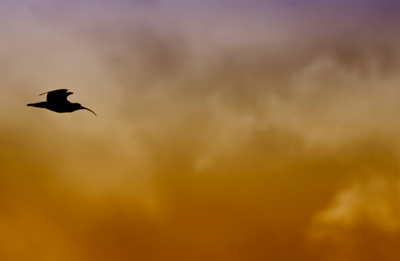 Curlew - Upland & Mountain