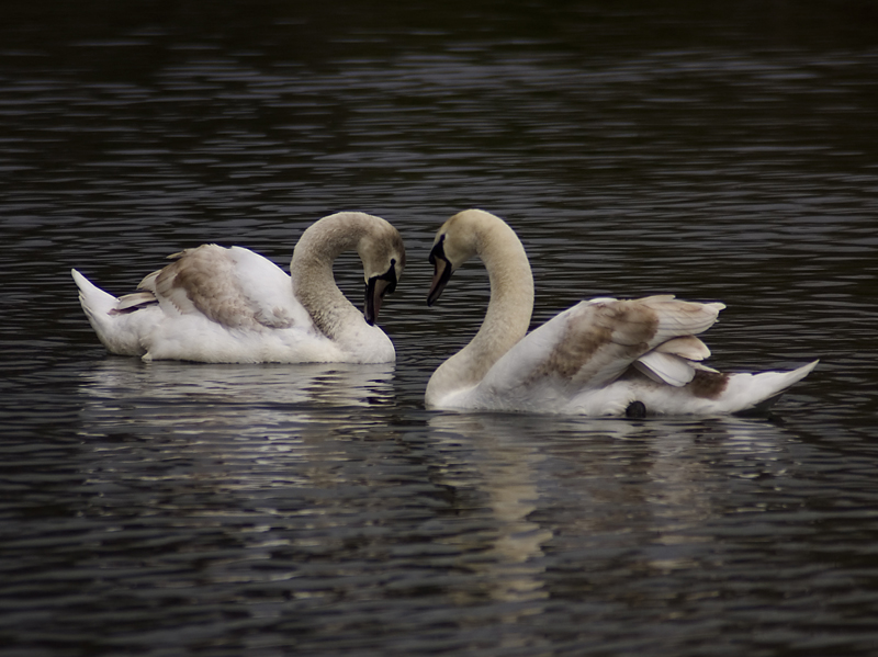 Mute Swans - Swan, Mute