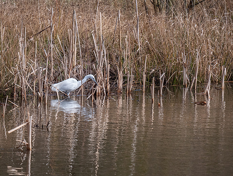 Little Egret - Coastal & Wetland