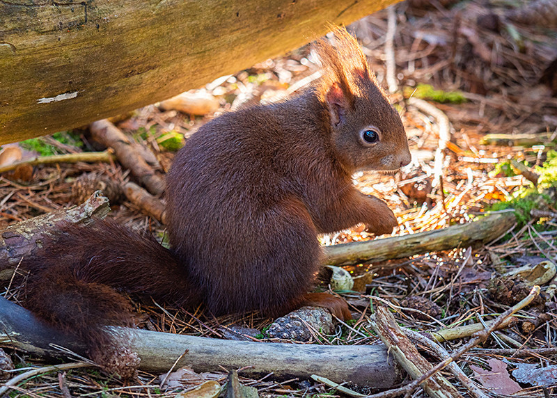 Red Squirrel - Woodland