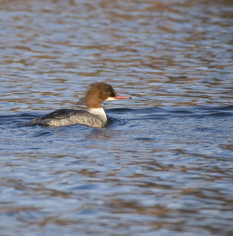 Goosander - Goosander
