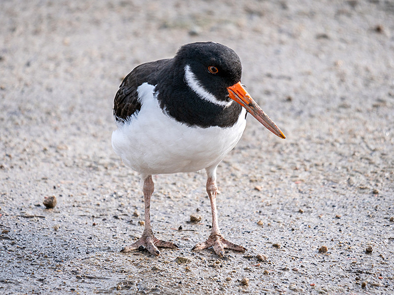 Oystercatcher - Coastal & Wetland