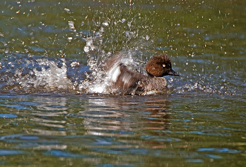 Goldeneye - Freshwater