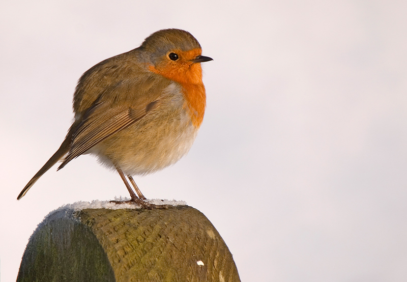 Robin - Robin
