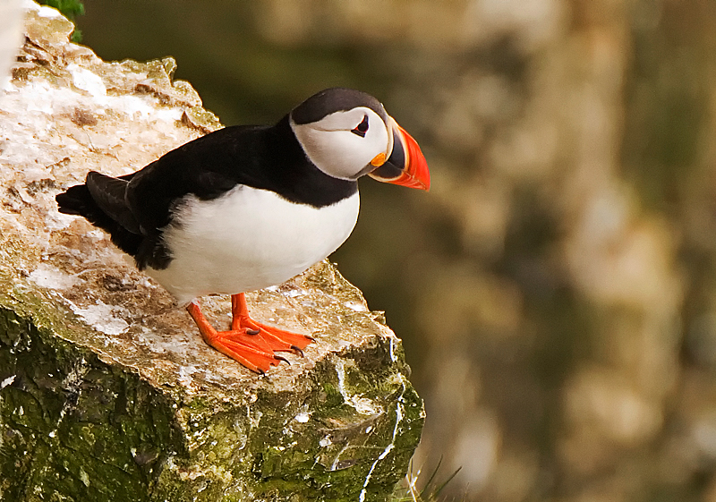 Puffin - Coastal & Wetland